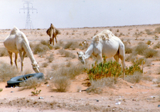 Wüste-Kamele-4.jpg
